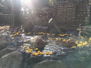 IMG_9672.jpg